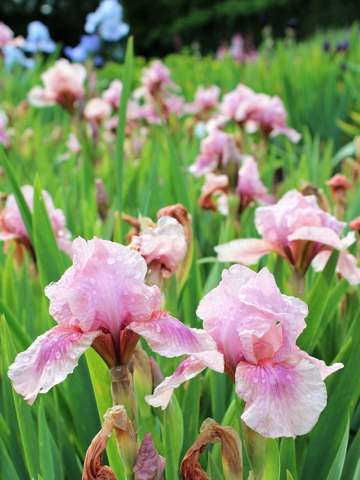 Iris 'Raspberry Blush' Beth Chatto's Plants & Gardens