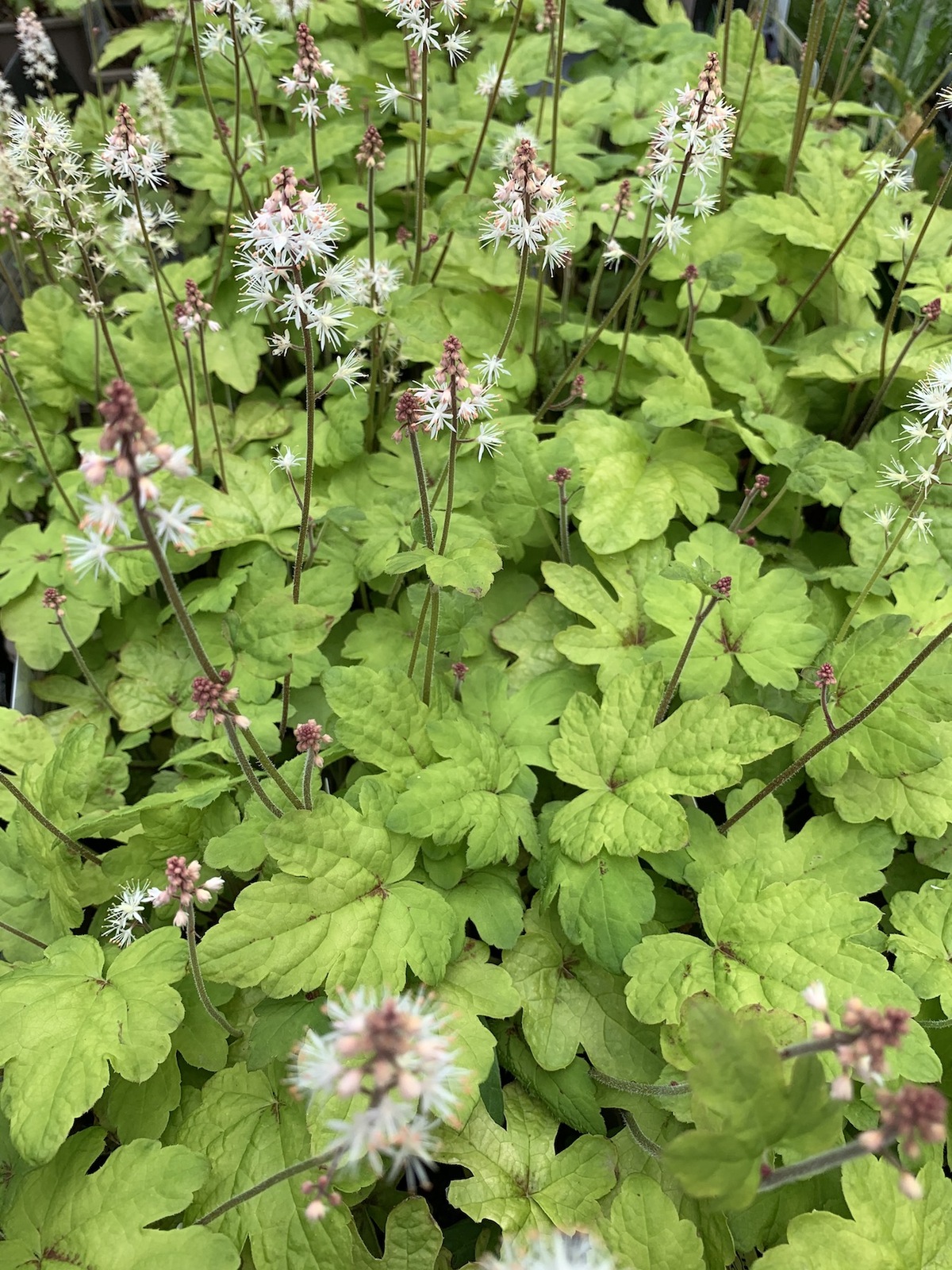 Tiarella 'Pink Skyrocket' Beth Chatto's Plants & Gardens