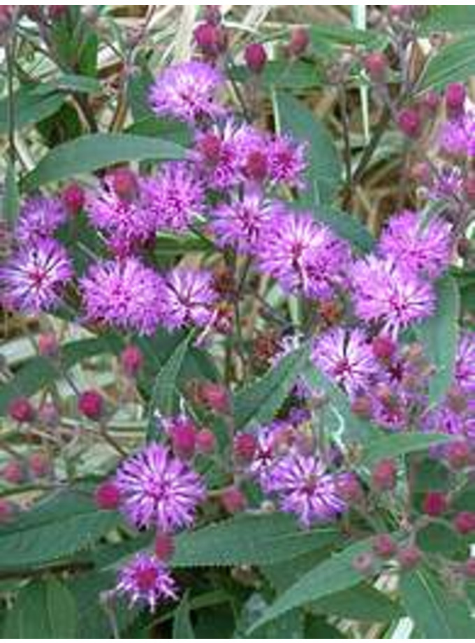 S Z > Vernonia > Vernonia arkansana The Beth Chatto Gardens