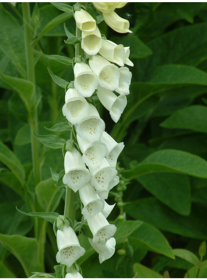 Digitalis purpurea f. albiflora The Beth Chatto Gardens