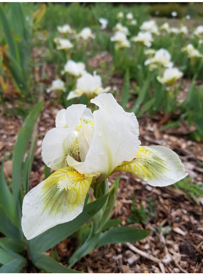 For Dry Areas Iris 'Green Spot' The Beth Chatto Gardens