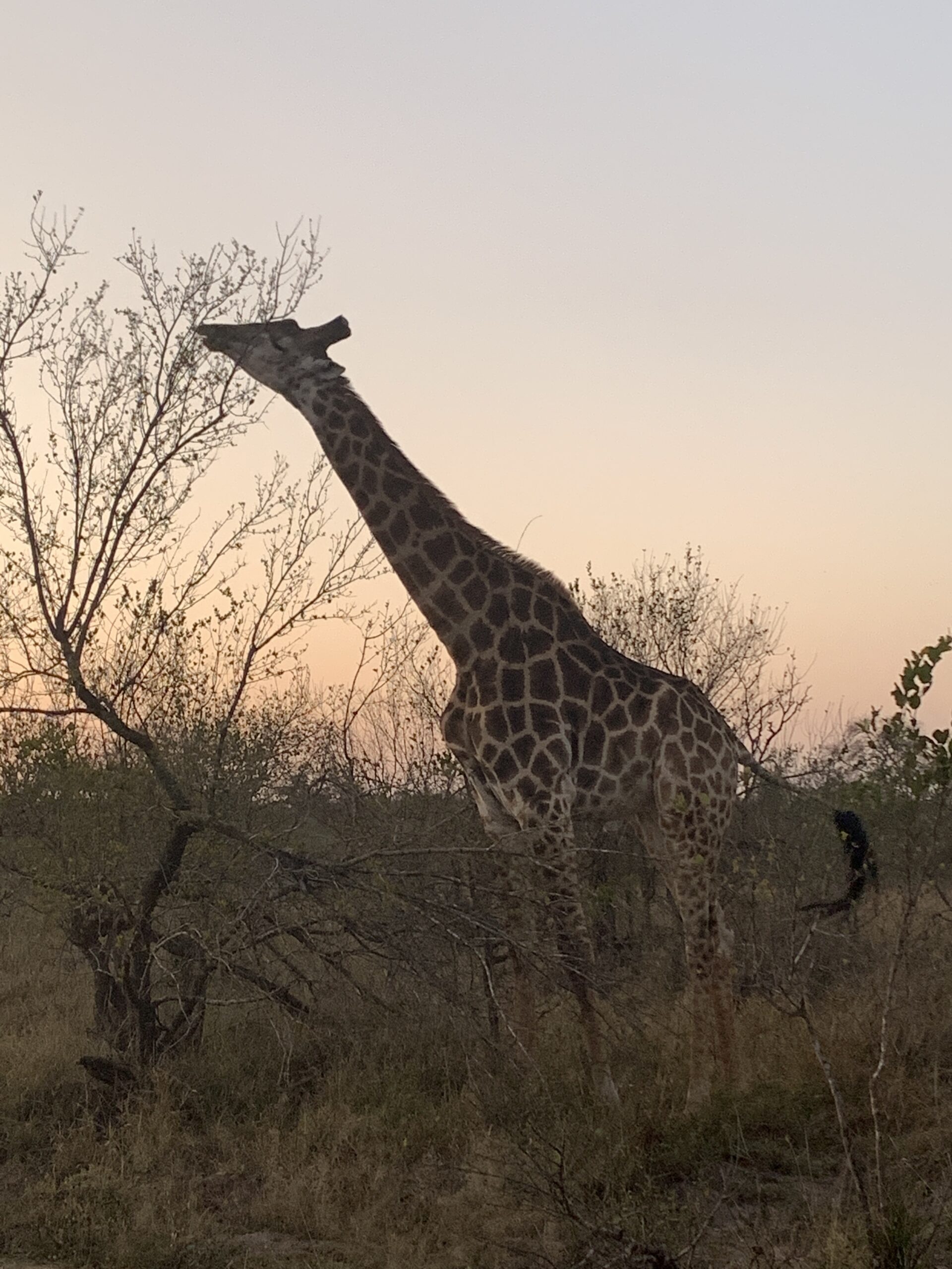 How to plan an African safari
