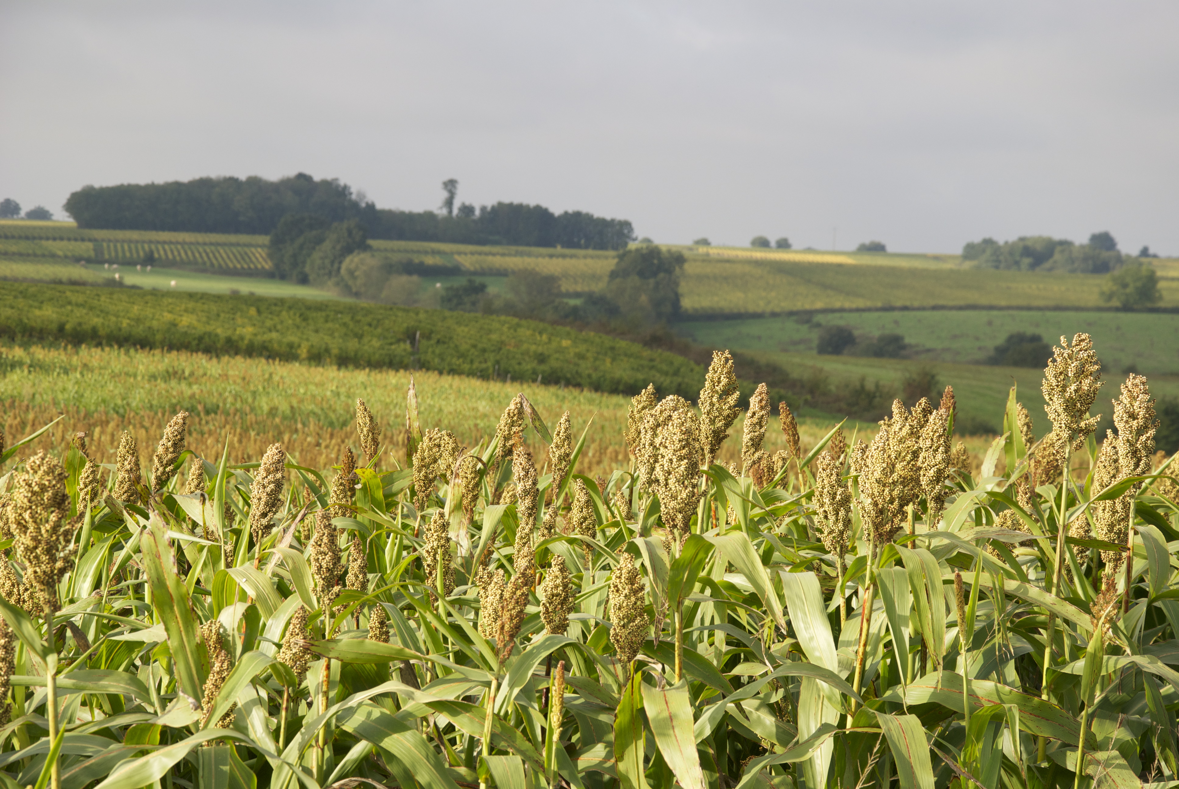 Fields of France Today Beth Likes…