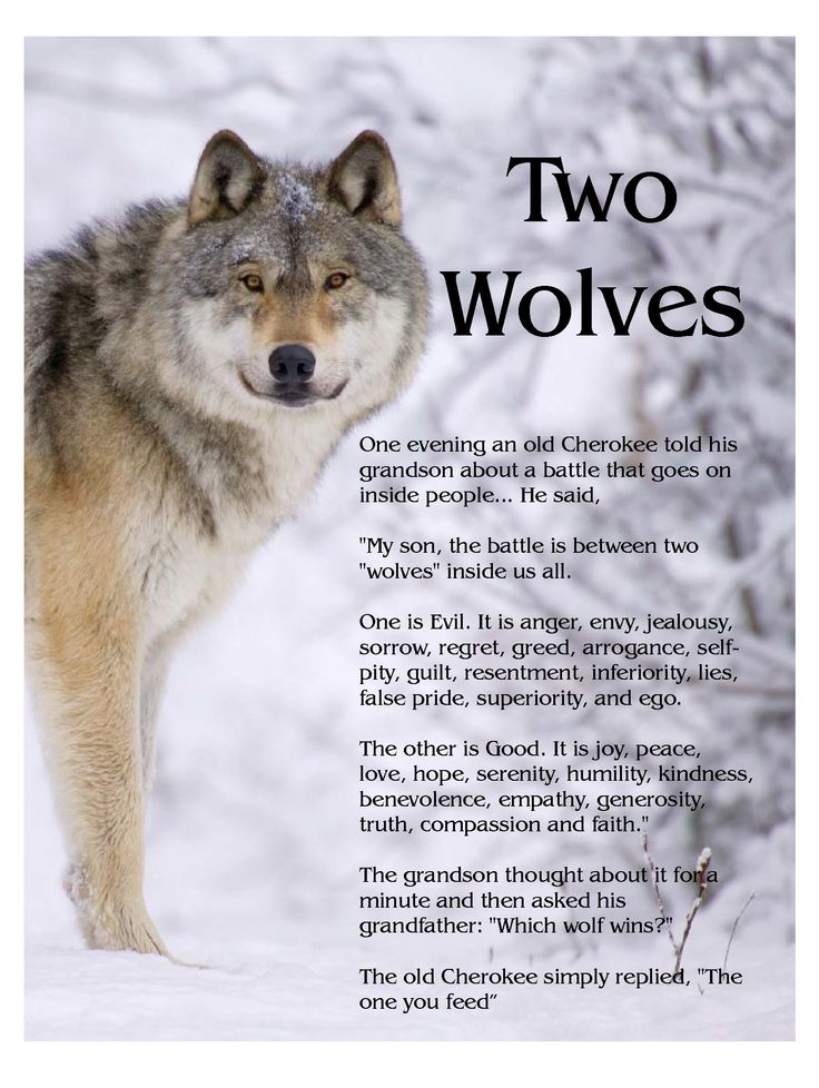 The Two Wolves: feeding hate and fear in Australia The Two Wolves: feeding hate and fear in Australia