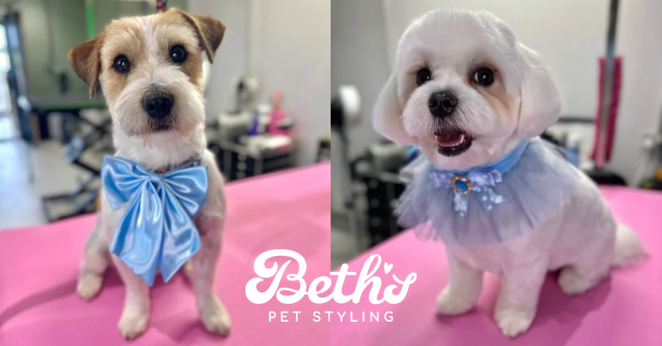 Professional Dog Grooming in Ipswich Beth's Pet Styling