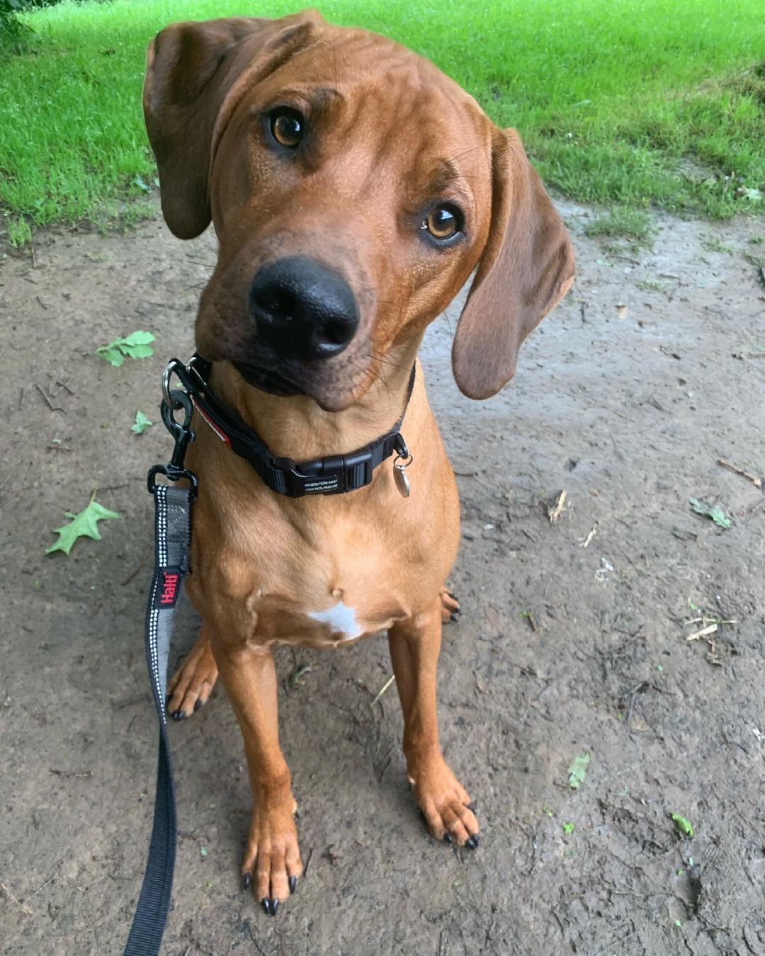 Leading Dog Walker Service in Tunbridge Wells 5 Star Rated