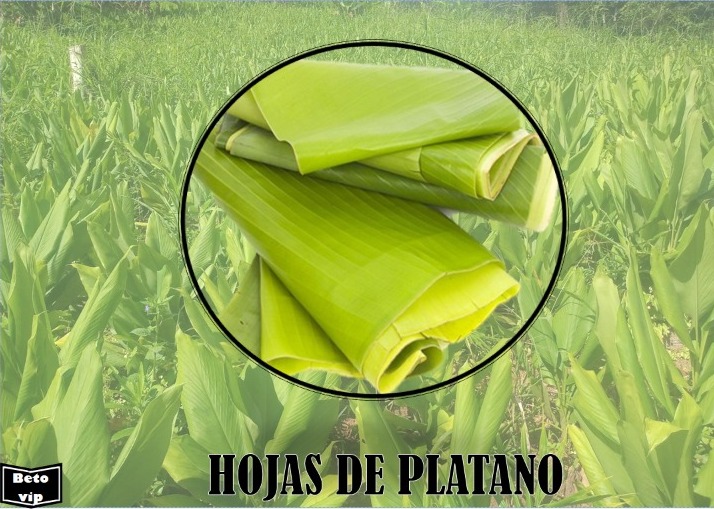 Hojas de Plátano ♻️ ️ Productos y Alimentos Peruanos