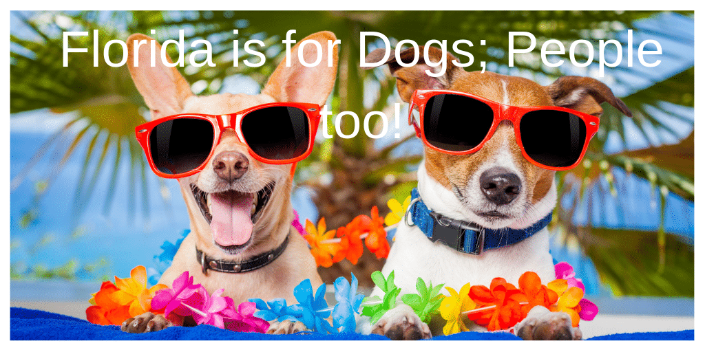 Florida Dog Friendly Vacation Hotspots Betsi Hill Travel