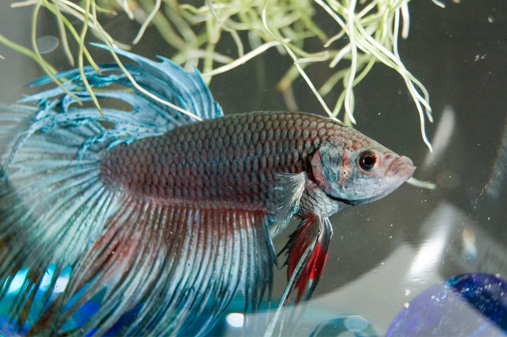 Betta Fish Advocating For Proper Care & Information