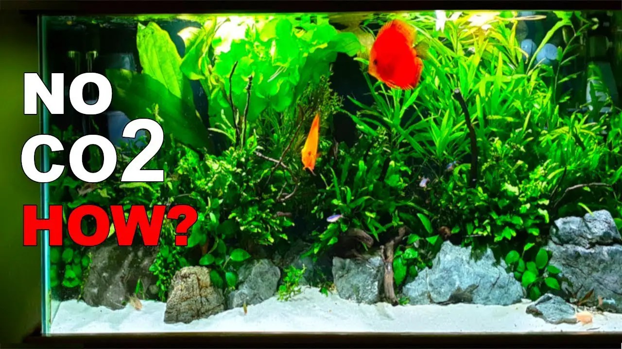 How To Setup A Planted Aquarium Without Co2? Betta Fish World