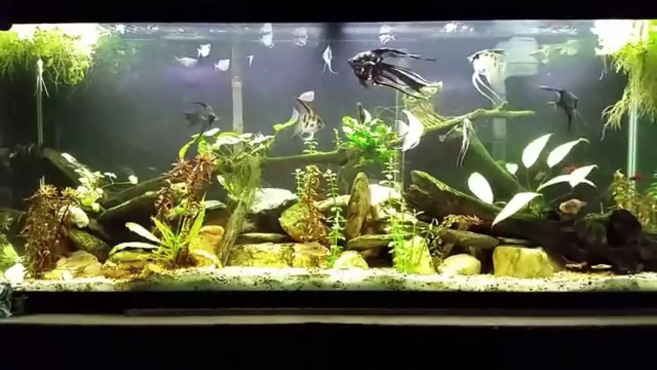 How To Add Tannins To Aquarium? Betta Fish World