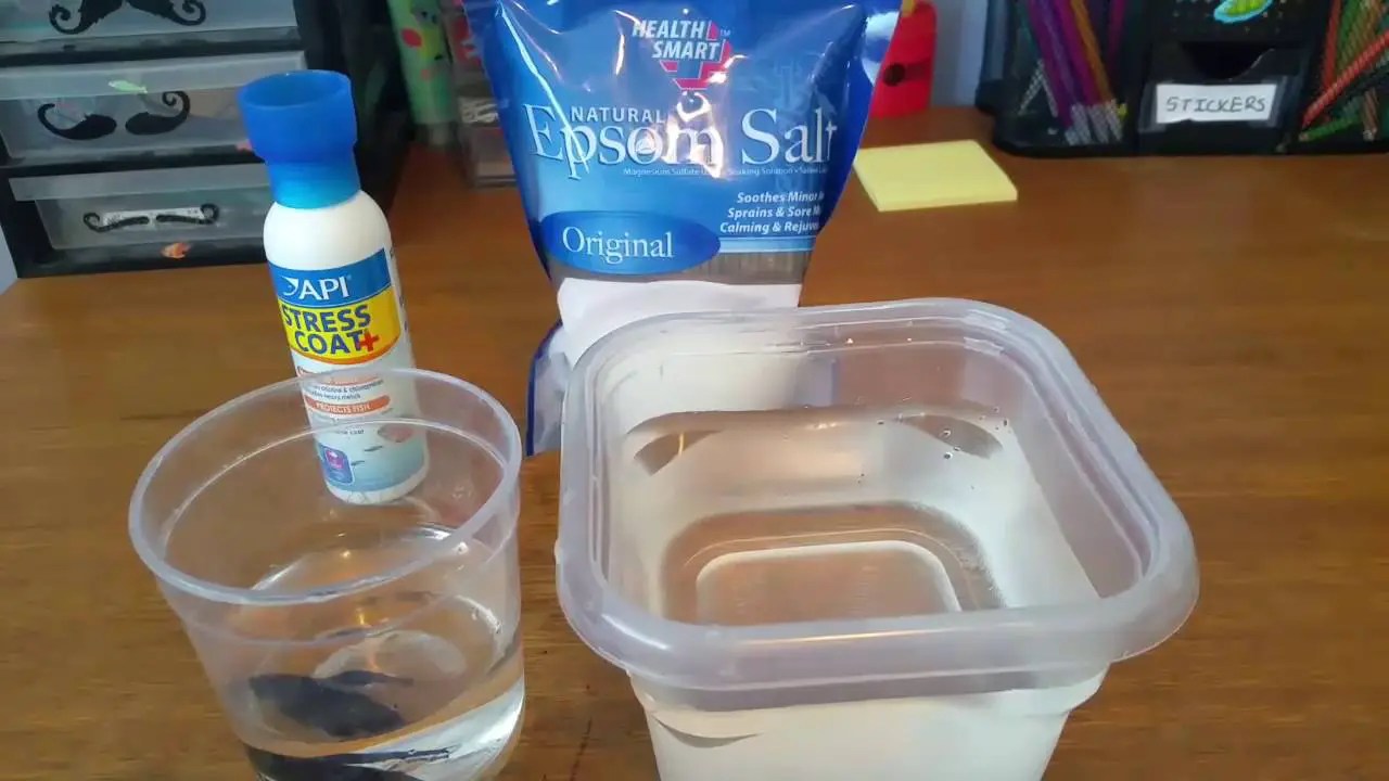 How To Give Your Betta Fish An Epsom Salt Bath? Betta Fish World