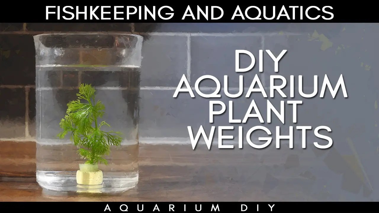 Making DIY Aquarium Plant Weights A StepbyStep Guide Betta Fish World