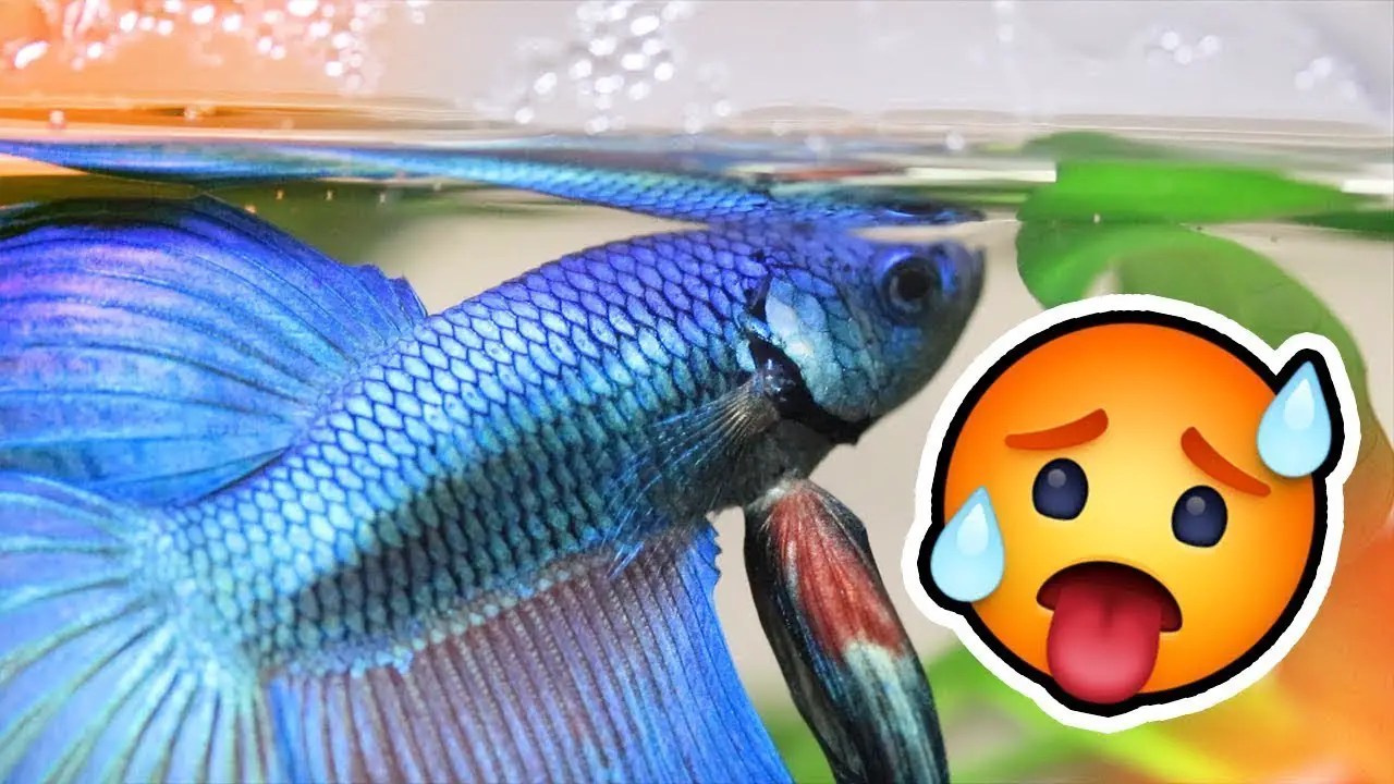 How Hot Is Too Hot For Betta Fish? Betta Fish World