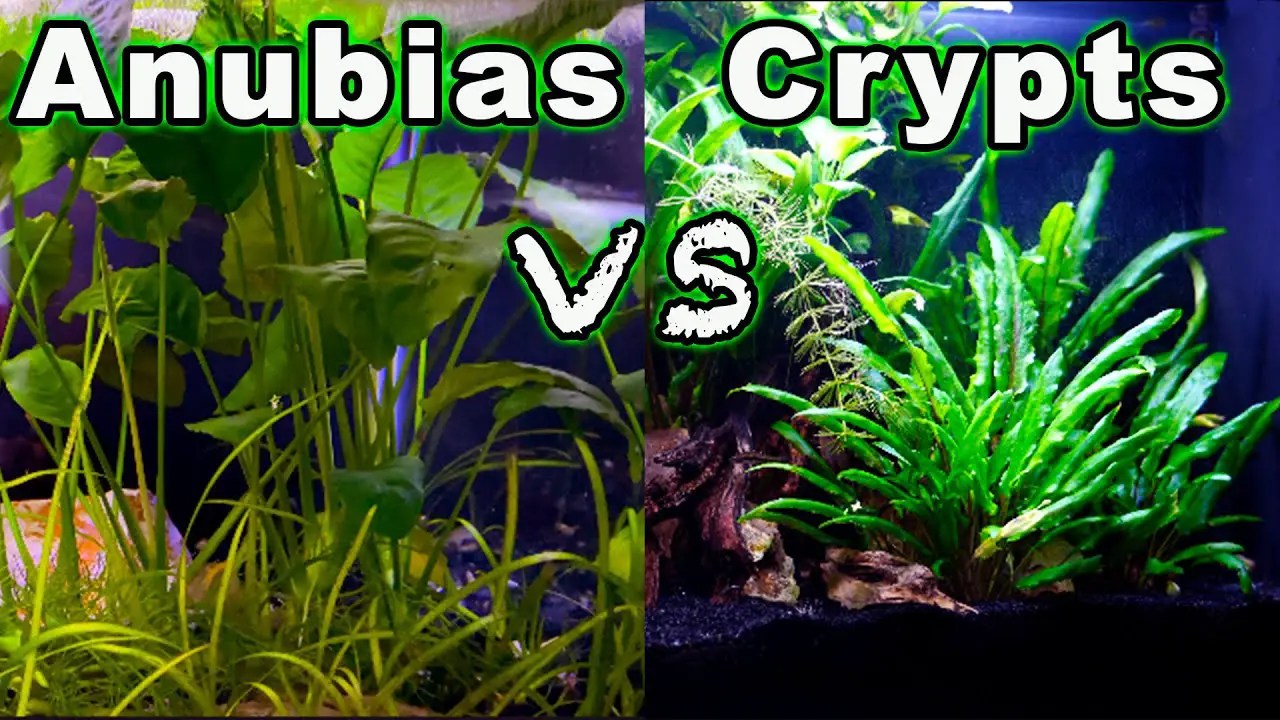 The Benefits Of Buying Live Aquarium Plants From Petsmart Betta Fish