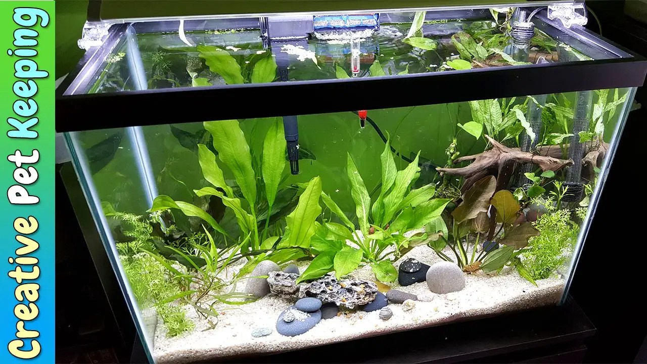 Designing A Beautiful 20 Gallon Planted Aquarium Betta Fish World