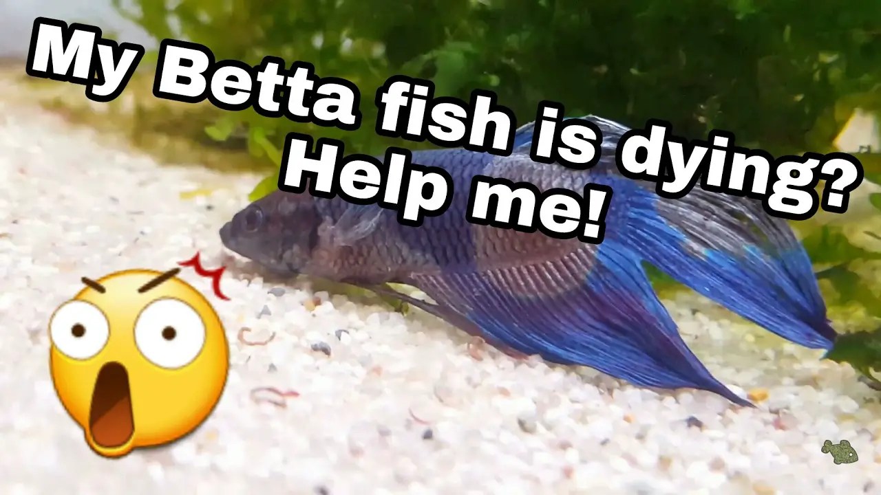 How To Help A Betta Fish That Is Dying? Betta Fish World