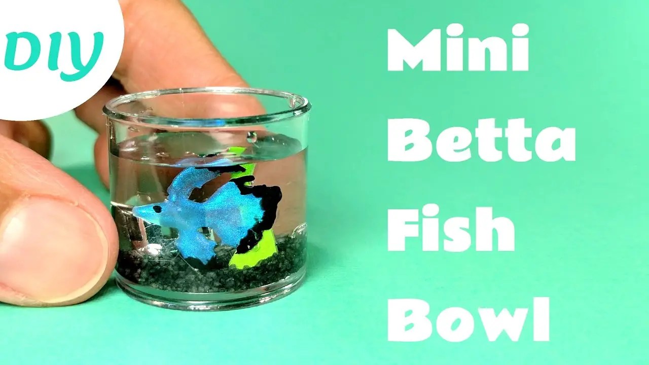 How To Make Betta Fish Toys? Betta Fish World