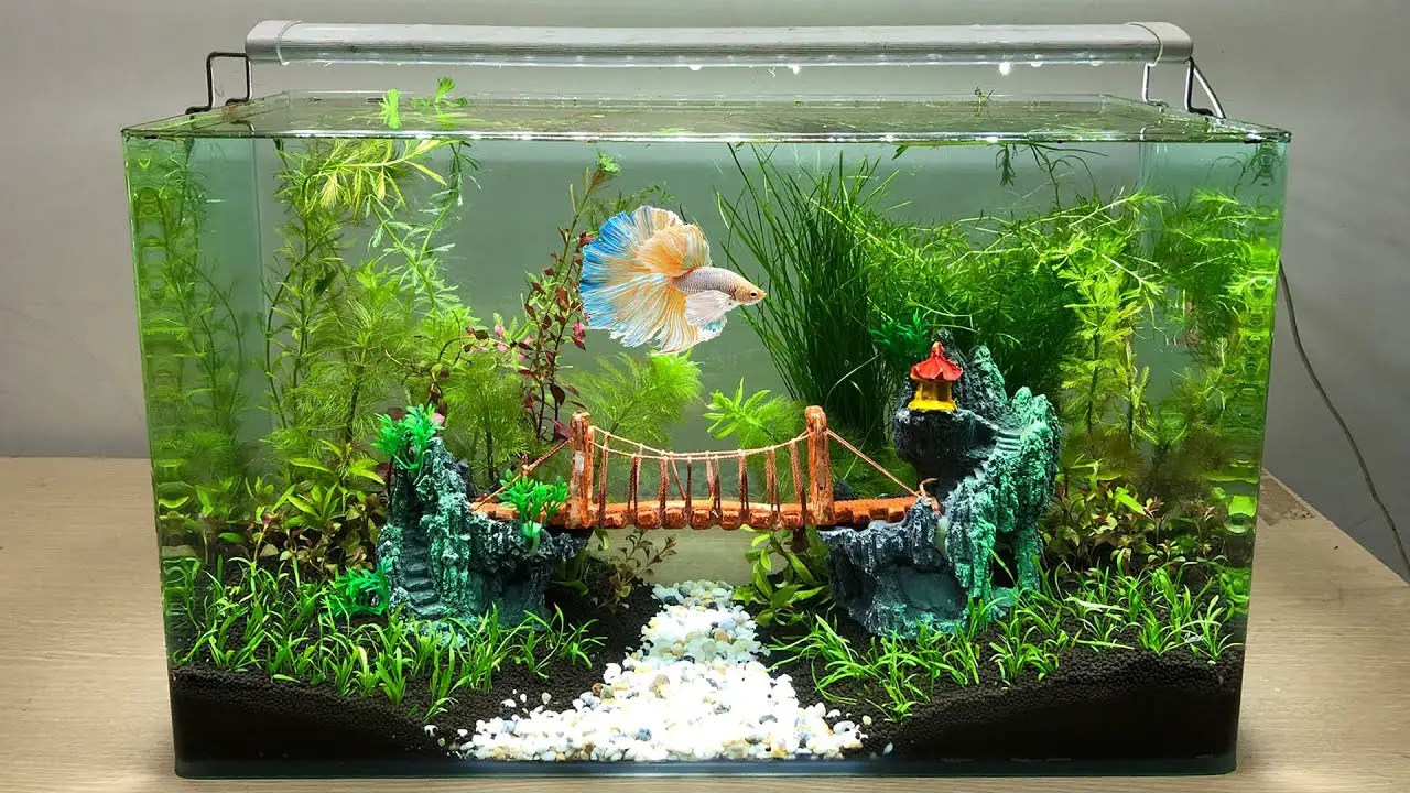 How To Decorate Aquarium? Betta Fish World