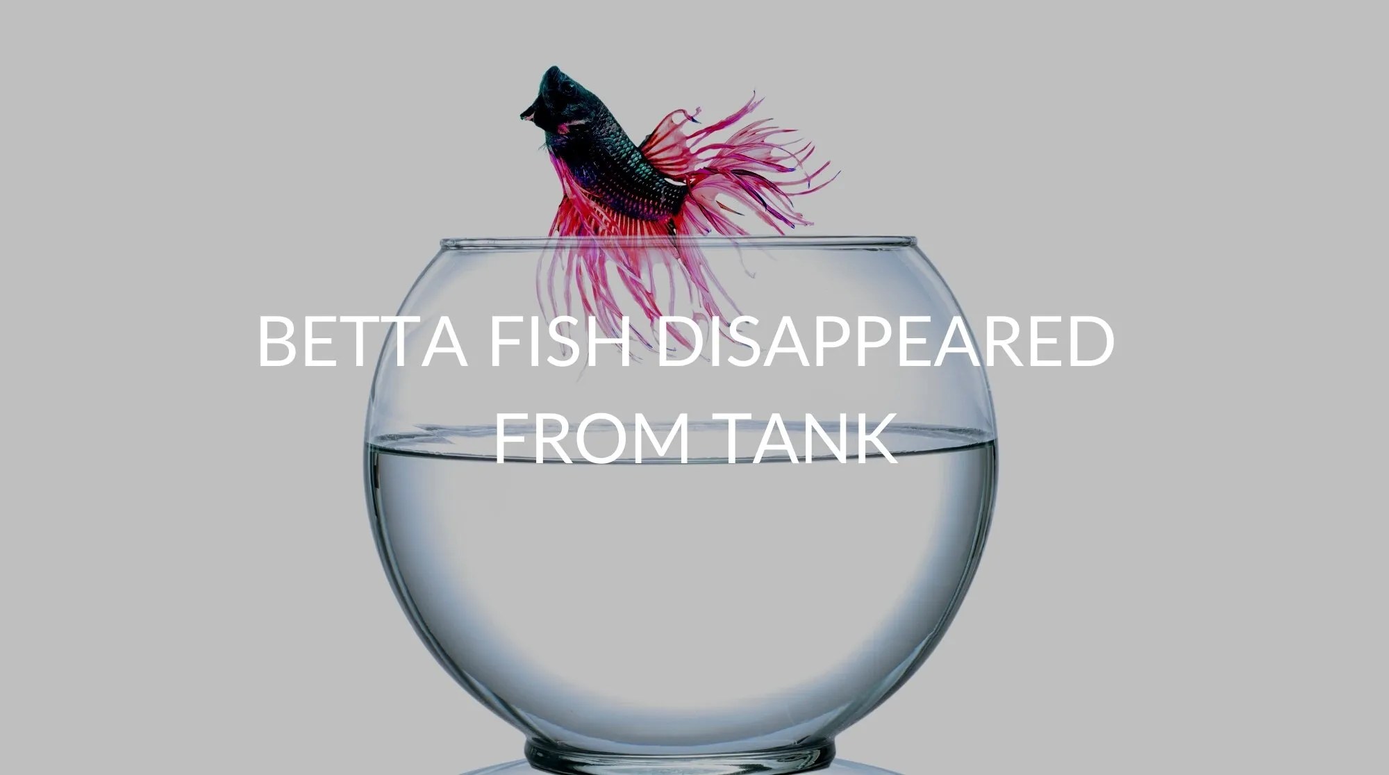 What To Do When Your Betta Fish Goes Missing From The Tank? Betta