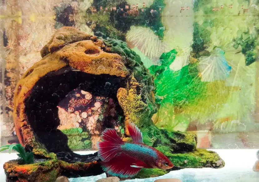 Creating A Safe And Comfy Home Caves For Betta Fish Betta Fish World