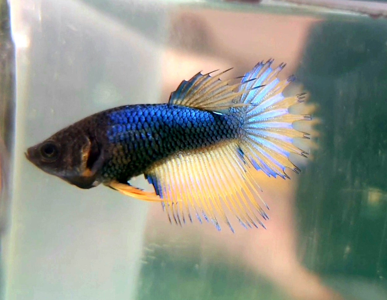 Betta hembra Crowntail Mustard Gas Bettarea