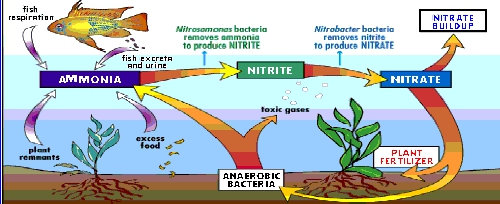 Nitrogen Cycle