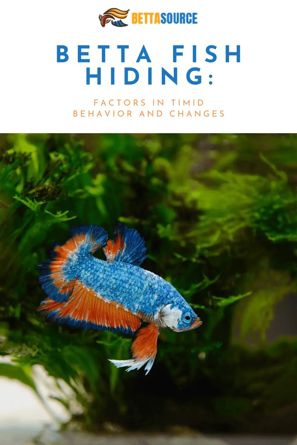 Cotton Wool Disease In Betta Fish Treatments Betta Source
