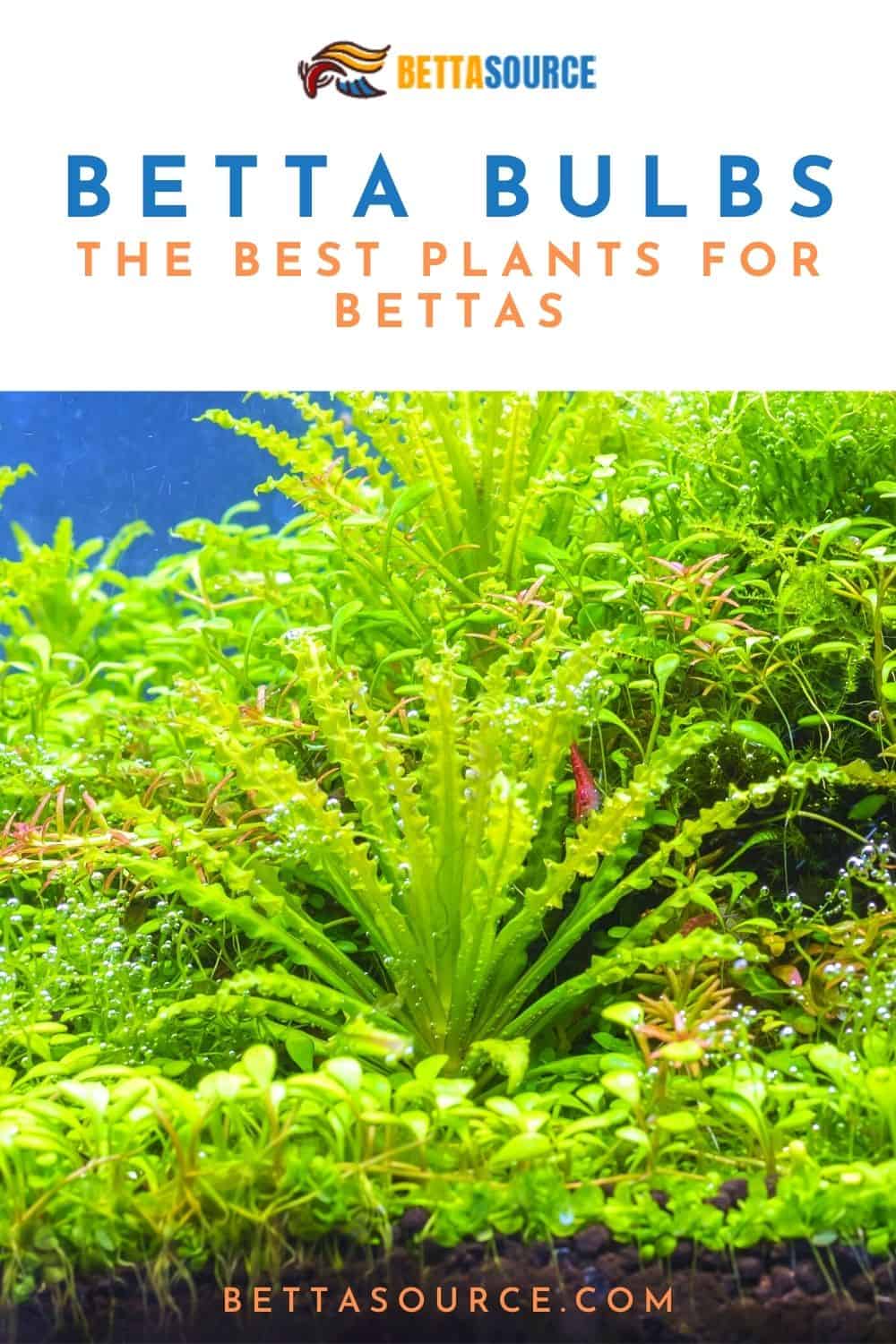 Nurturing Beauty The Perfect Plants to Enrich Your Betta's World