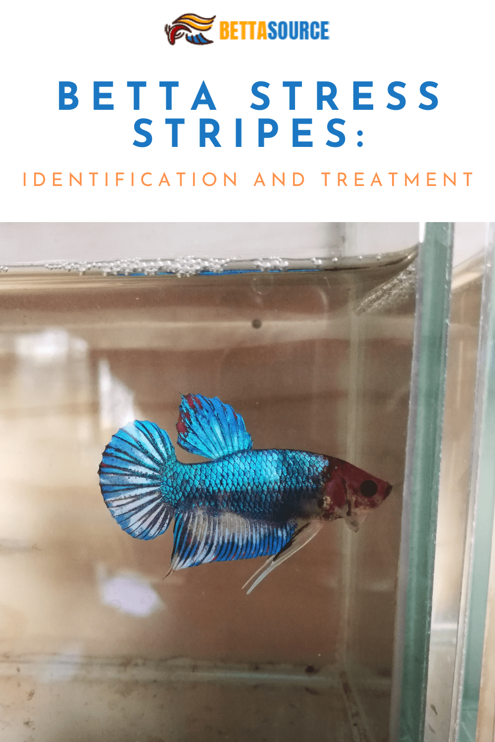 Understanding Betta Stress Stripes A Journey to Health and Harmony