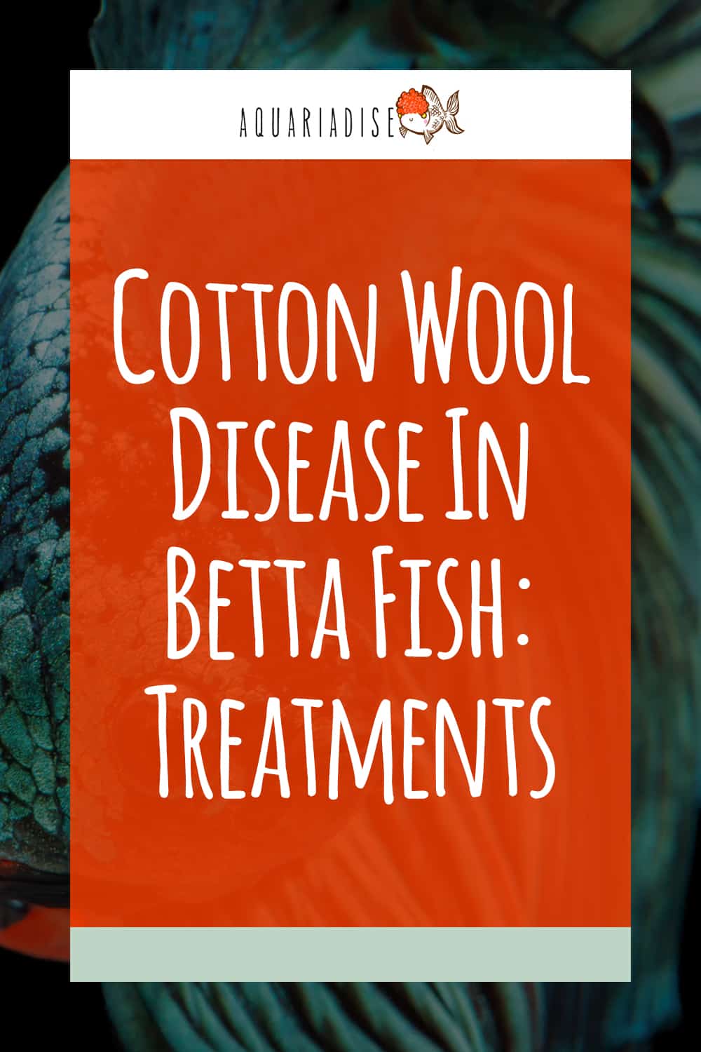 Healing Waters Nurturing Your Betta Through Cotton Wool Disease