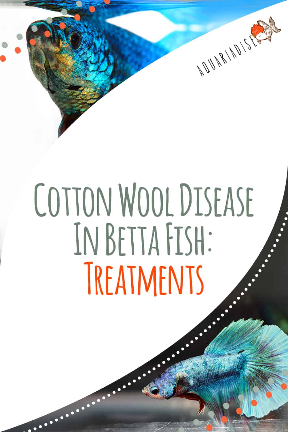 Healing Waters Nurturing Your Betta Through Cotton Wool Disease