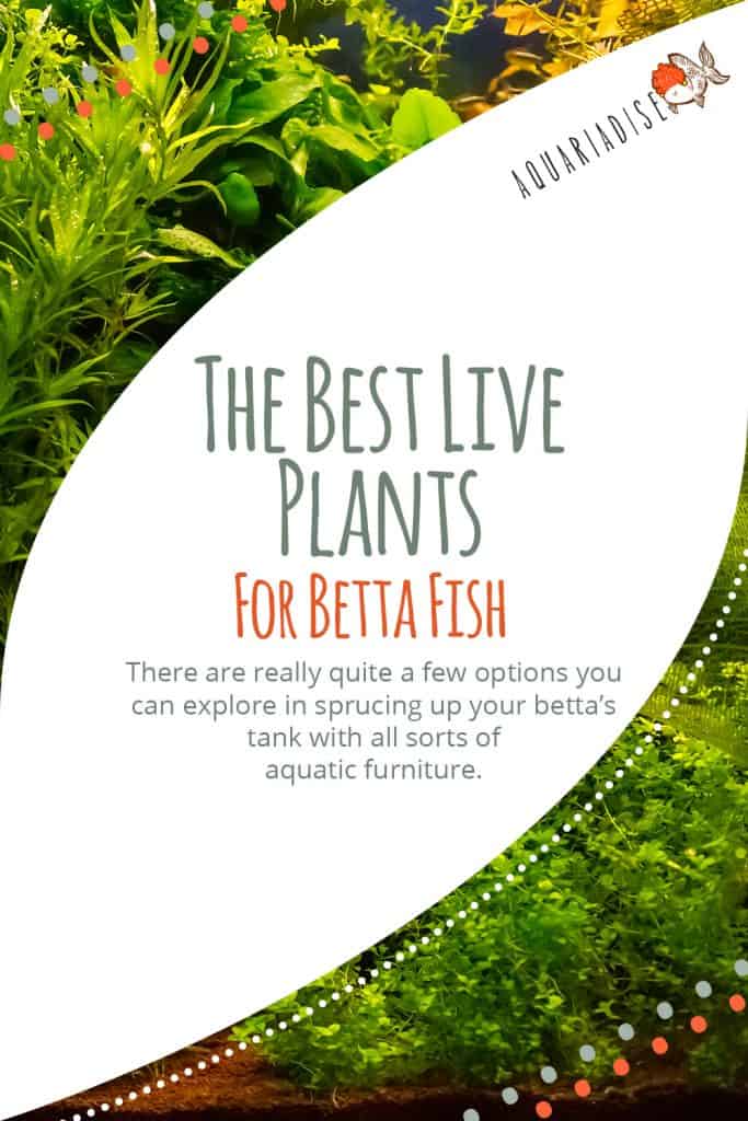 The Best Live Plants For Betta Fish Betta Source