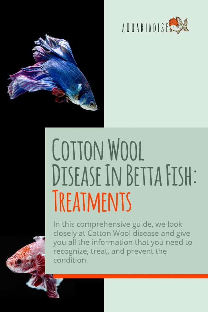 Cotton Wool Disease In Betta Fish Treatments Betta Source