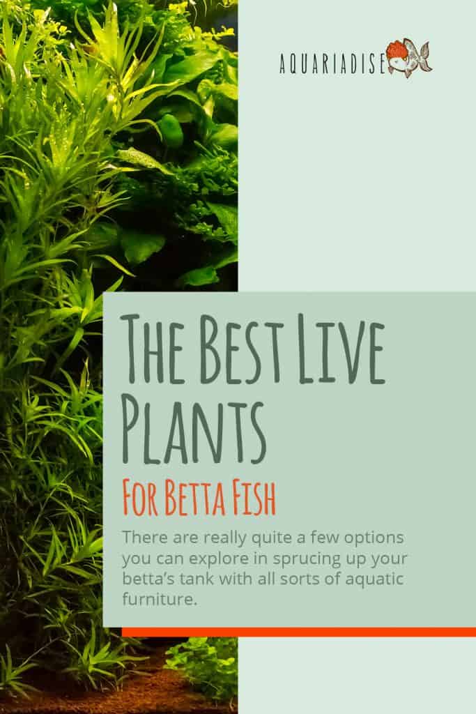 The Best Live Plants For Betta Fish Betta Source
