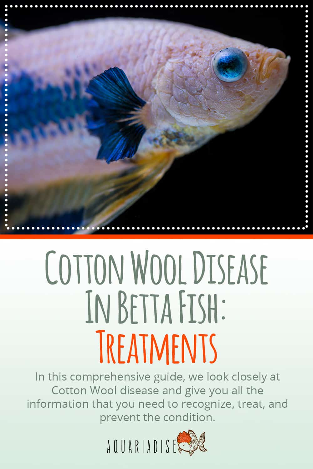 Healing Waters Nurturing Your Betta Through Cotton Wool Disease
