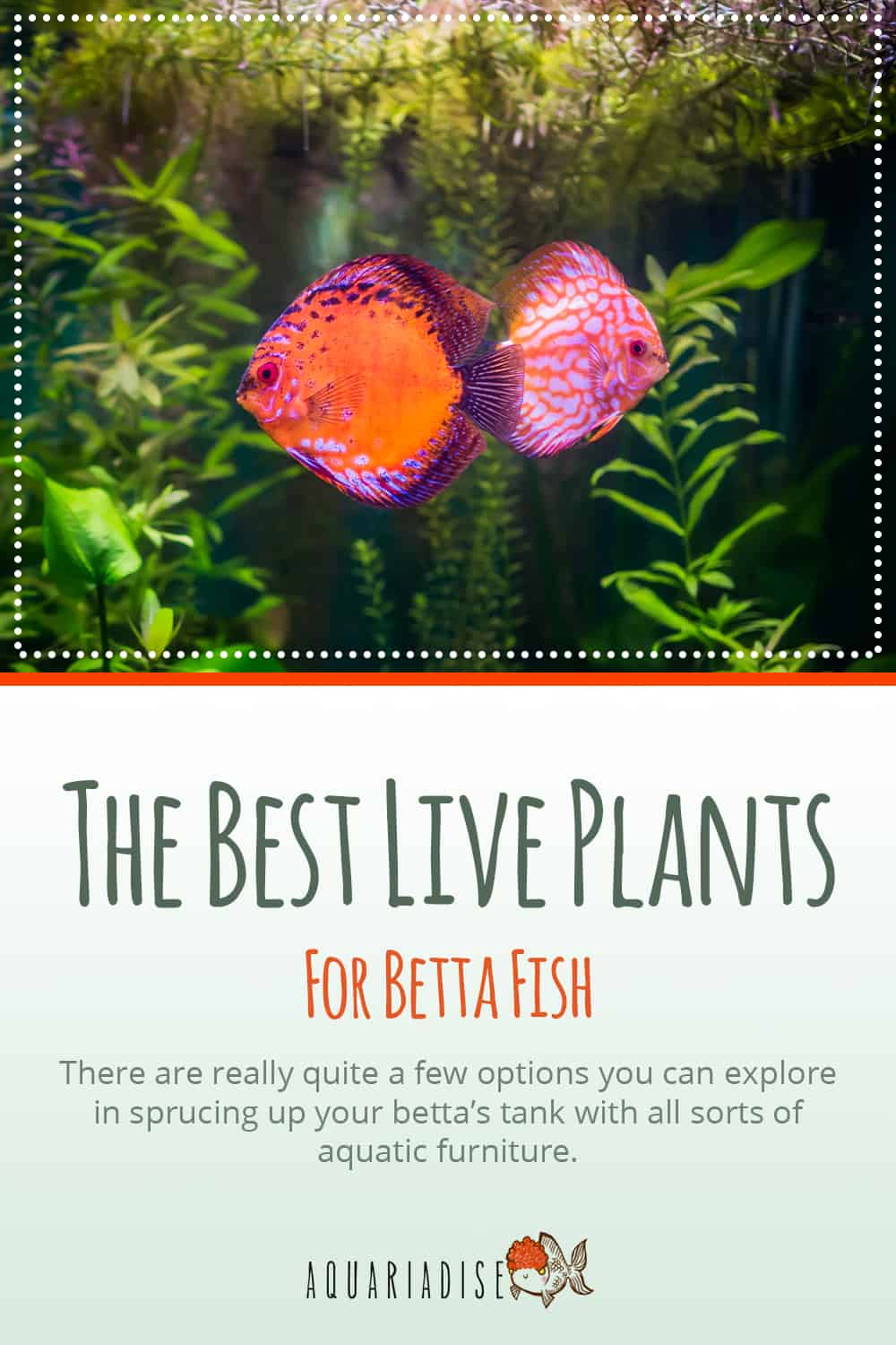 Nurturing Companions The Perfect Live Plants for Your Betta's Home