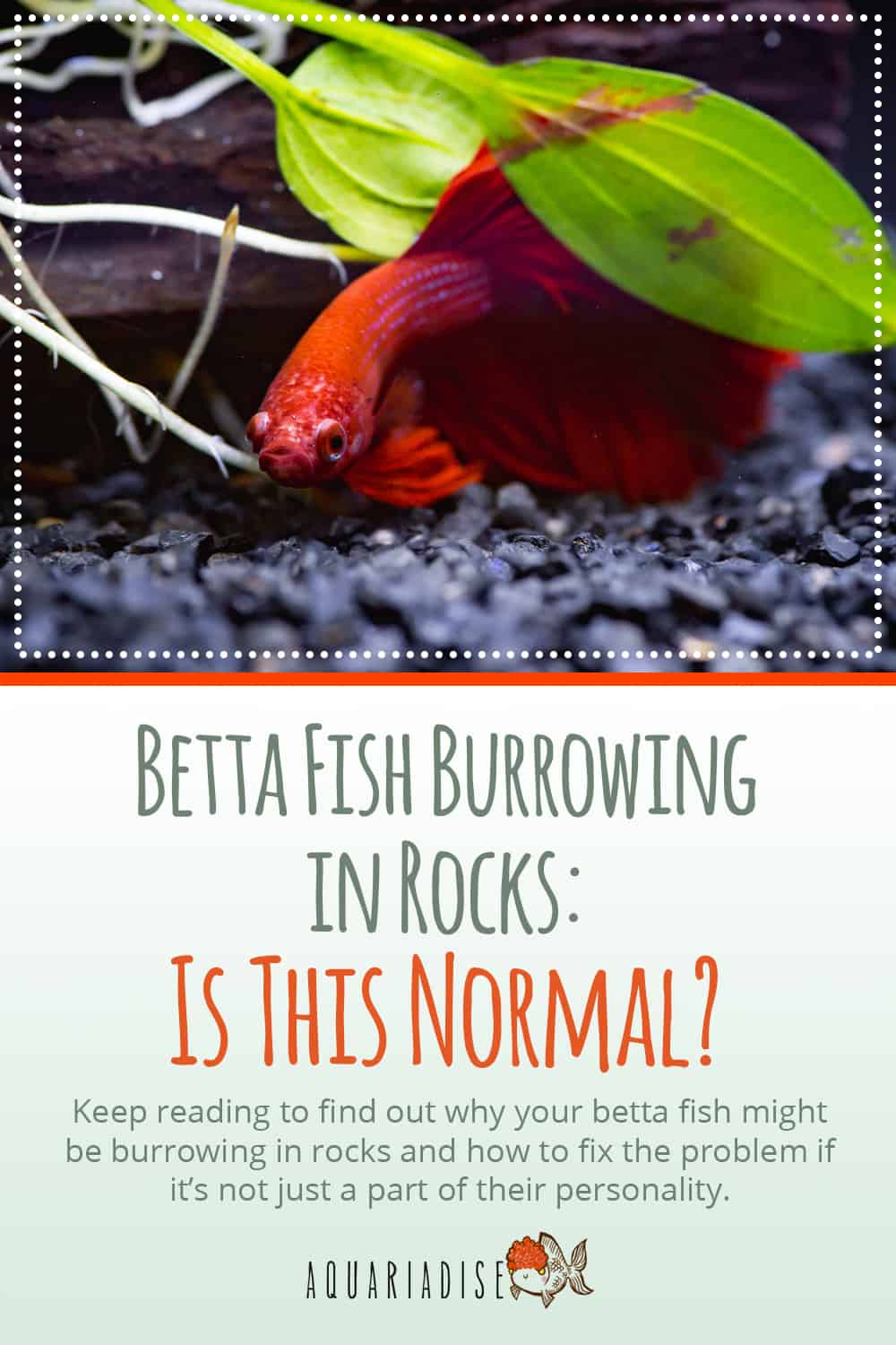 The Curious Habit of Betta Fish Why They Love to Burrow in Rocks