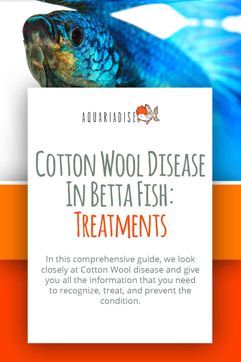 Healing Waters Nurturing Your Betta Through Cotton Wool Disease