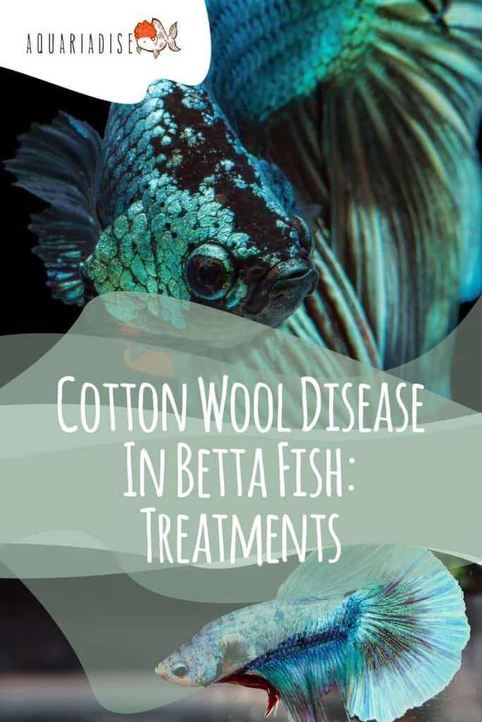 Cotton Wool Disease In Betta Fish Treatments Betta Source