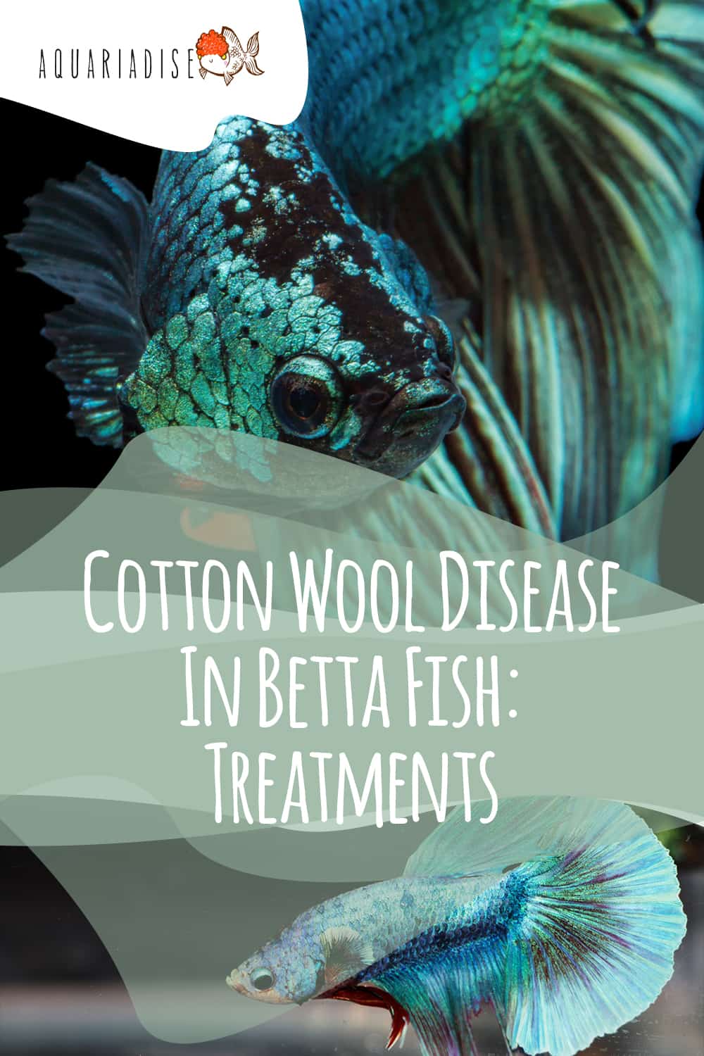 Healing Waters Nurturing Your Betta Through Cotton Wool Disease
