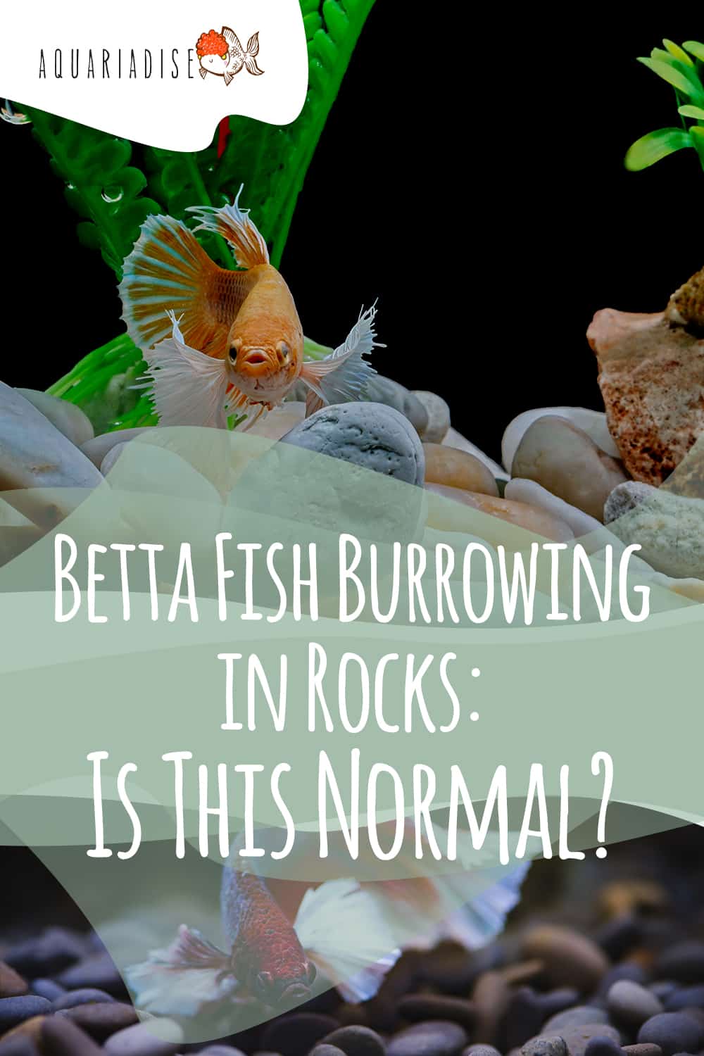 The Curious Habit of Betta Fish Why They Love to Burrow in Rocks