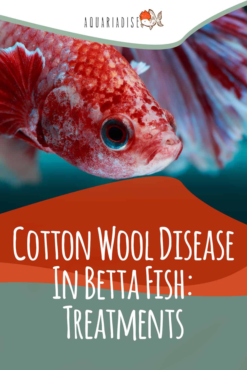 Healing Waters Nurturing Your Betta Through Cotton Wool Disease