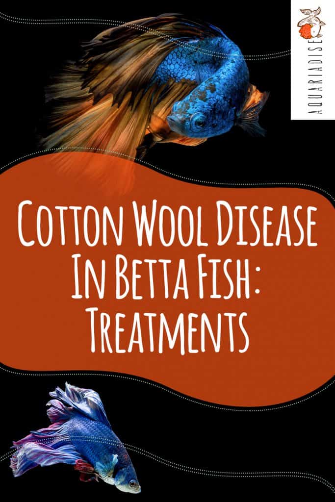 Cotton Wool Disease In Betta Fish Treatments Betta Source