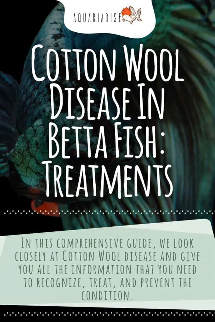 Cotton Wool Disease In Betta Fish Treatments Betta Source