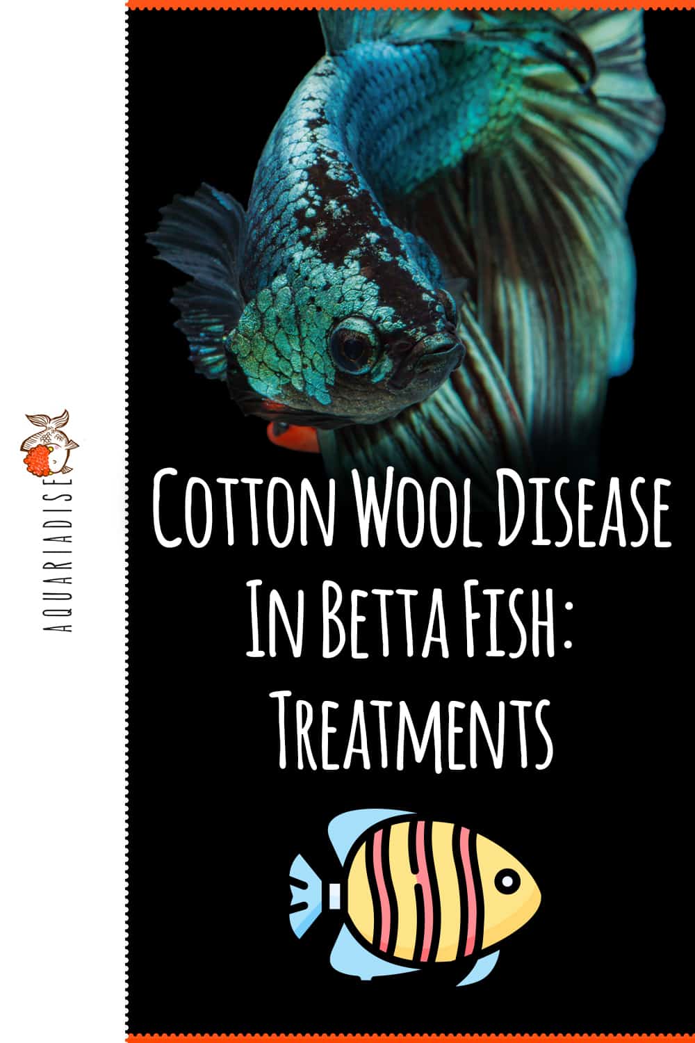 Healing Waters Nurturing Your Betta Through Cotton Wool Disease