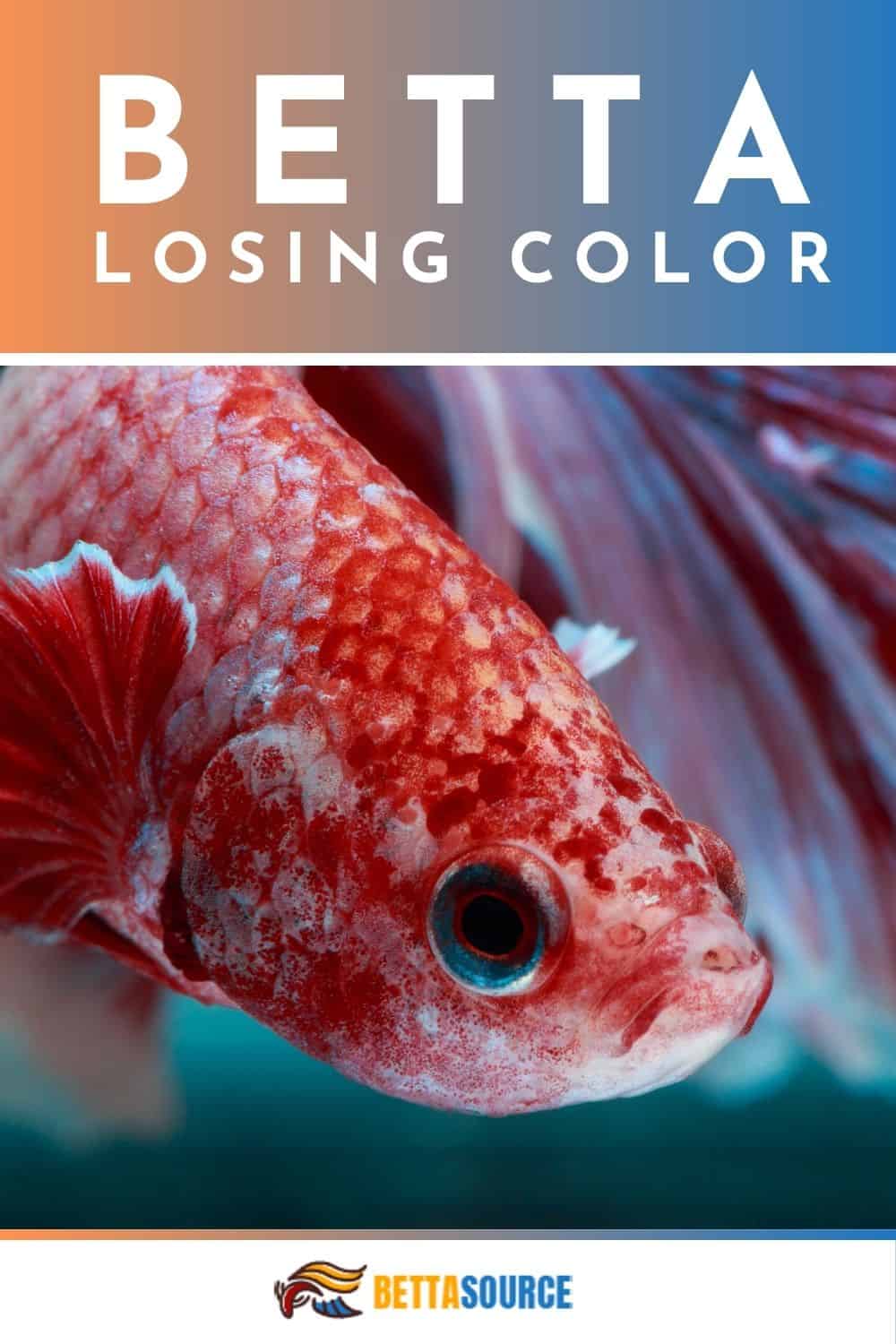 Why Is My Betta Fish Losing Color? (Symptoms & Solutions)