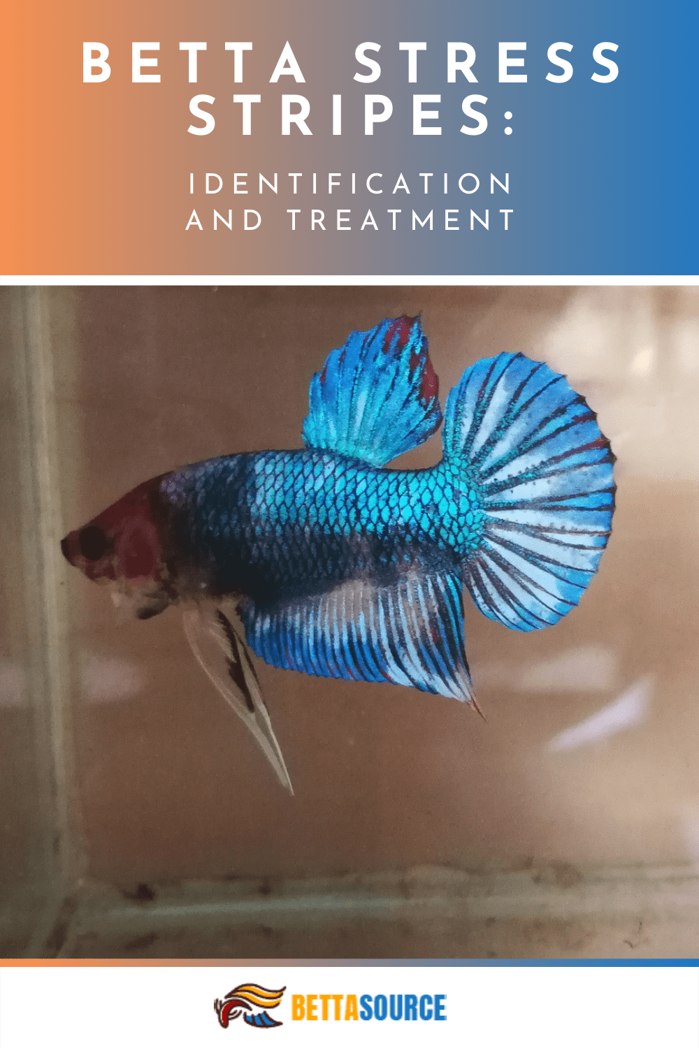Understanding Betta Stress Stripes A Journey to Health and Harmony