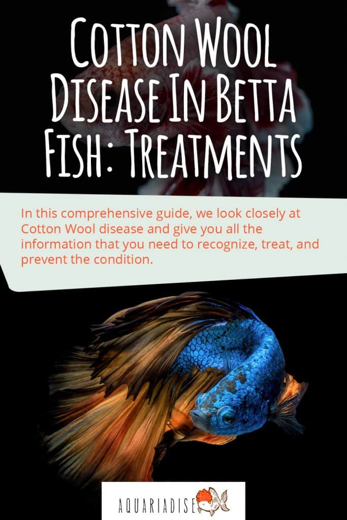 Cotton Wool Disease In Betta Fish Treatments Betta Source