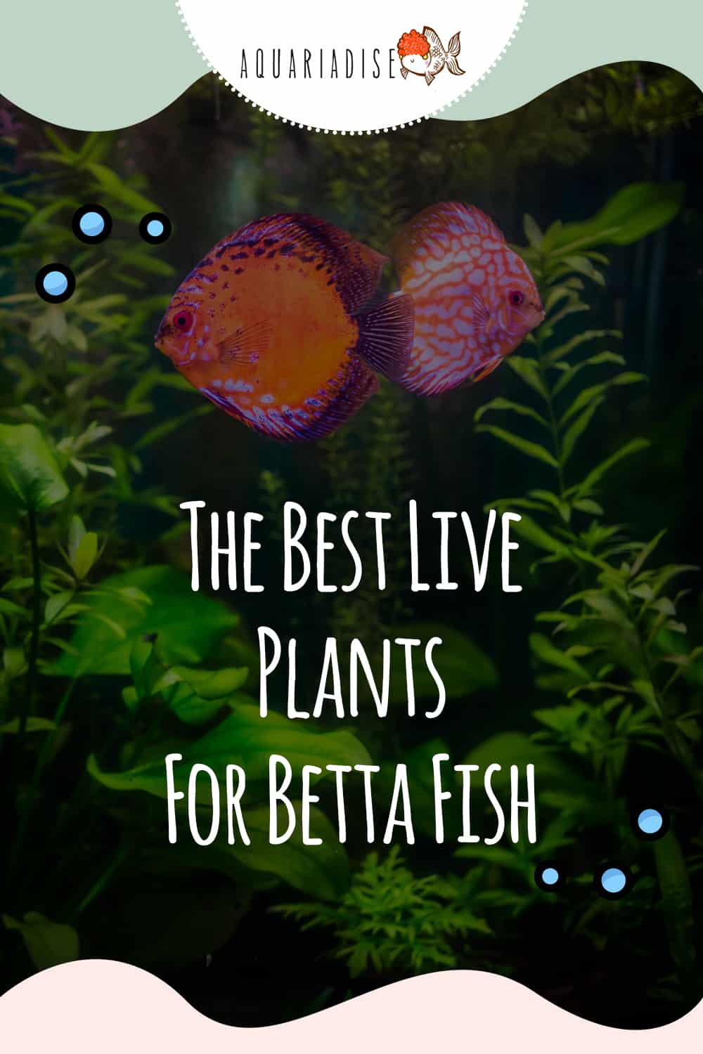 Nurturing Companions The Perfect Live Plants for Your Betta's Home